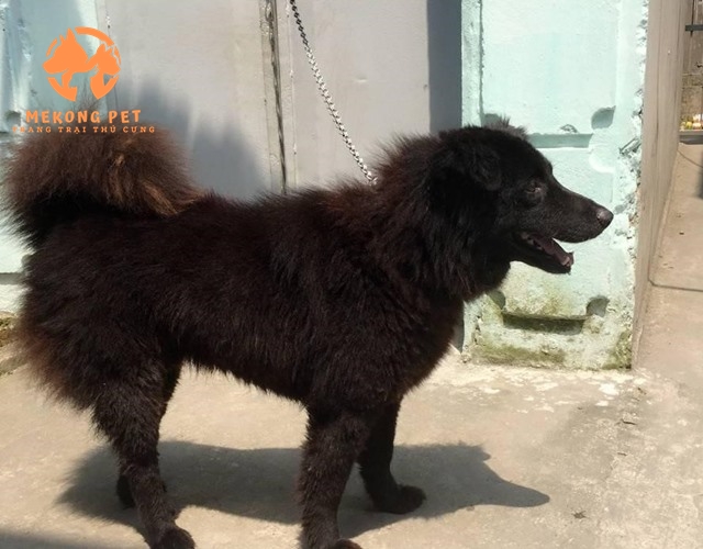 Chó Bắc Hà: Địa Chỉ Mua Bán Uy Tín Tại TP.HCM